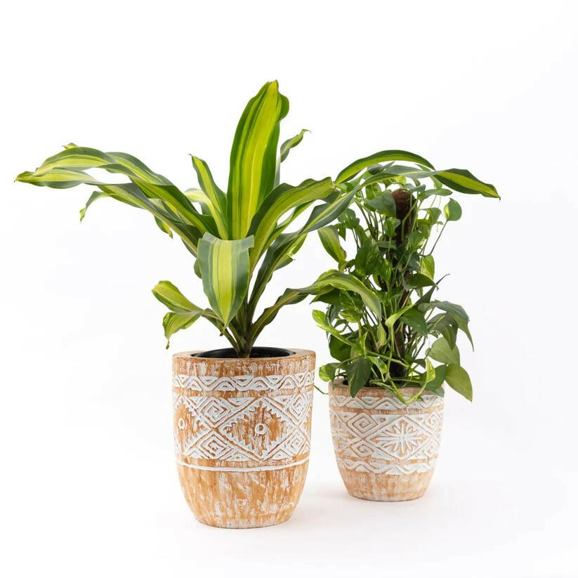 Pale Engraved Wooden Plant Pot